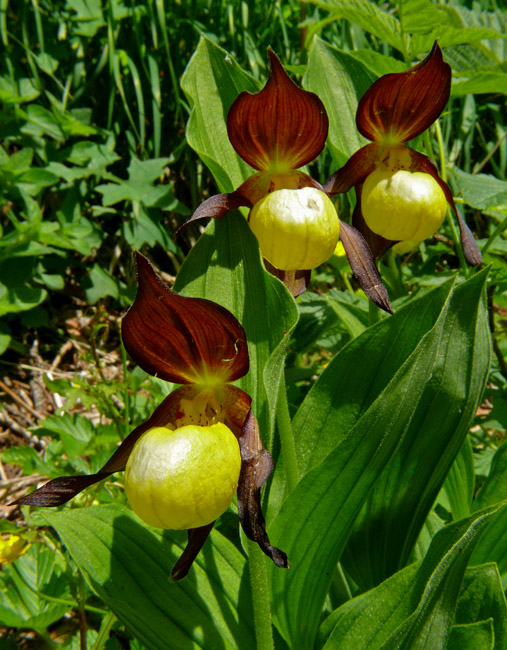 Cypripedium calceolus / Scarpetta di Venere